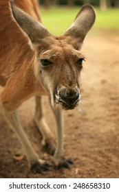 Kangaroo Close Up Of Face