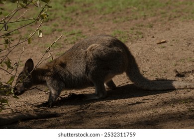 A kangaroo is currently standing in the dirt by a tree in its natural habitat, enjoying the surroundings of the grassland area - Powered by Shutterstock