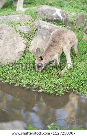 Kangaroo Cute Baby Kangaroo By River Stock Photo Edit Now