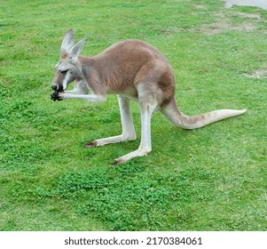Kangaroo eating and hunched over
