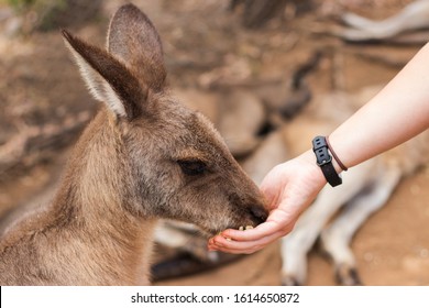 Kangaroo eating from person's hand at a wildlife sanctuary, Australia 