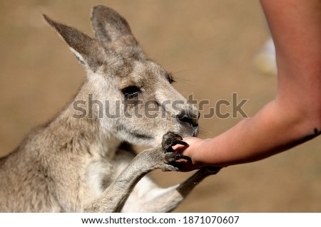 Kangaroo eating from a woman's hand.