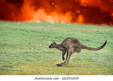 Kangaroo Escaping From Australia Bush Fire Devastation