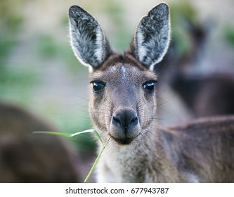 Kangaroo Face