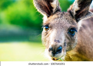 Kangaroo Face Close Up