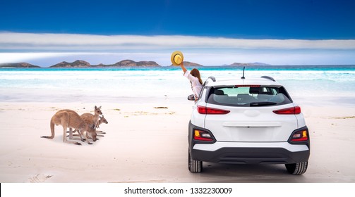 Kangaroo Family At Lucky Bay Beach In  Cape Le Grand National Park Near Esperance, Western Australia, This Image Can Use For Travel, Animal, Car, Nature, Drive, Concept