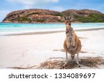 Kangaroo family, mother and baby in bag at Lucky Bay in the Cape Le Grand National Park near Esperance, Western Australia, this image can use for travel, animal, mother, nature concept