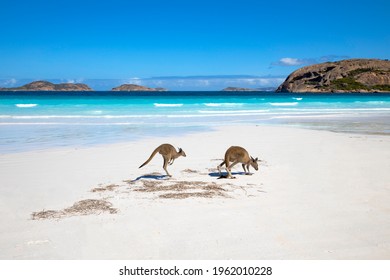 Kangaroo Family On The Beach Of Lucky Bay, Esperance, Western Australia