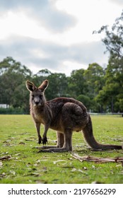 Kangaroo At The Footy Field, Halls Gap, Victoria, Australia