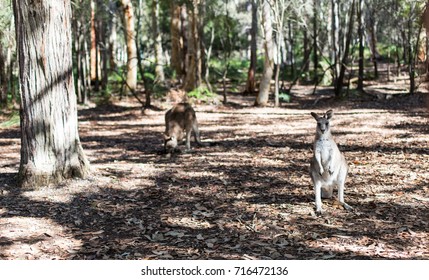 kangaroo in forest