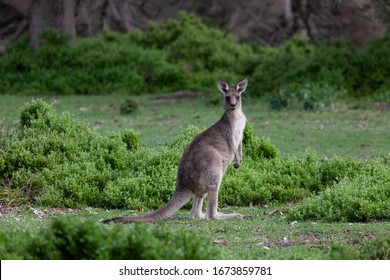 Kangaroo In Green Bush Land  Of Sapphire Coast Of Australia