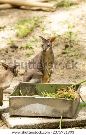 Kangaroo having foods in Malaysian National Zool. Taken with 70-200mm lens.