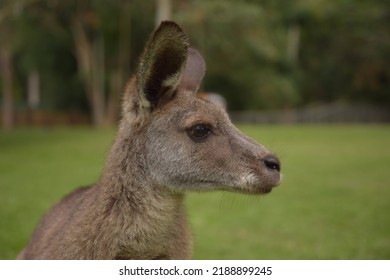 Kangaroo Head Shot In The Wild