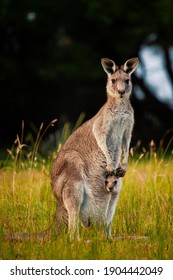 Kangaroo with her joey in pouch