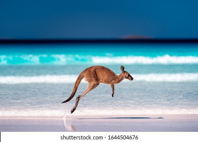 Kangaroo hopping / jumping mid air on sand near the surf on the beach at Lucky Bay, Cape Le Grand National Park, Esperance, Western Australia - Shutterstock ID 1644504676