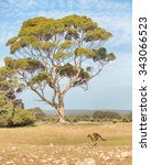 Kangaroo hopping towards a eucalyptus tree in the Grassdale area of Kelly Hill Conservation Park, Kangaroo Island, South Australia.