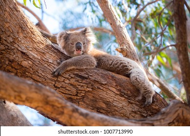 Kangaroo Island Australia - Koala lying in a tree