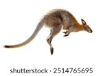 Kangaroo isolated on white background.