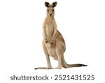 kangaroo isolated on white background.