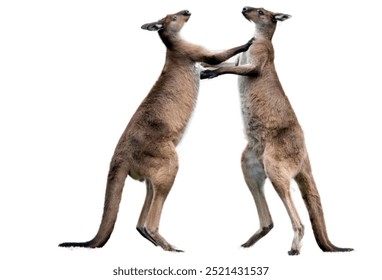 kangaroo isolated on white background.