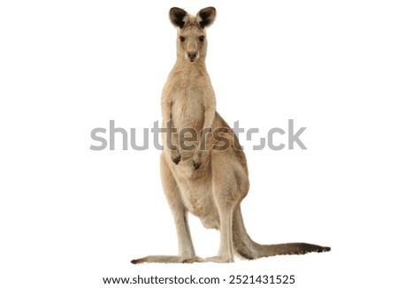 kangaroo isolated on white background.