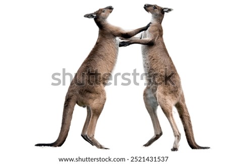 kangaroo isolated on white background.