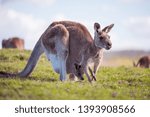 Kangaroo with joey inside the pouch