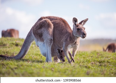 Kangaroo With Joey Inside The Pouch