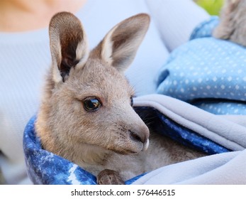 kangaroo joey orphan
