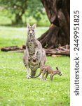 A Kangaroo Joey Playing With Mother in the Australian Grasslands, Tower Hill Wildlife Reserve, Australia