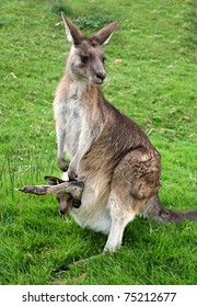 Kangaroo With Joey In Pouch