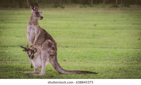 Kangaroo And Joey Wild In A Field