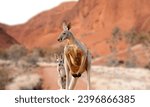 Kangaroo jumping, Western Australia Kangaroo, Kangaroo standing up in grasslands in the Australian Outback.