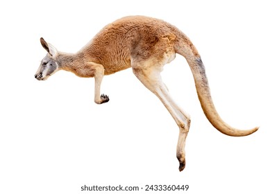 Kangaroo jumps on white background.