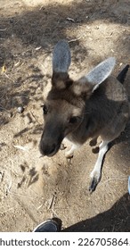 a kangaroo looking up at the camera