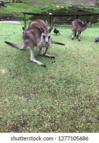Kangaroo looking for snacks