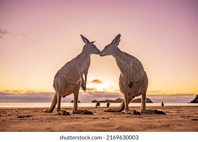 Kangaroo Love Sunrise Beach Australia 