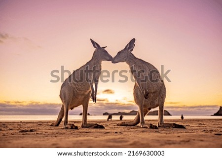 Kangaroo Love Sunrise Beach Australia 