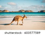 Kangaroo at Lucky Bay in the Cape Le Grand National Park near Esperance, Western Australia