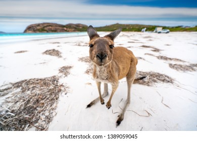 Lucky bay Images, Stock Photos & Vectors | Shutterstock