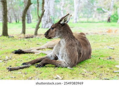Kangaroo lying down and relaxing