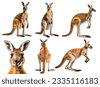kangaroo isolated