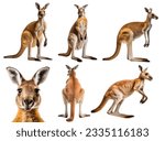 kangaroo, many angles and view portrait side back head shot isolated on white background cutout