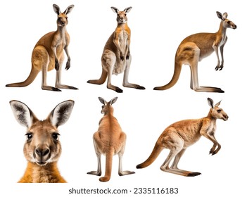 kangaroo, many angles and view portrait side back head shot isolated on white background cutout