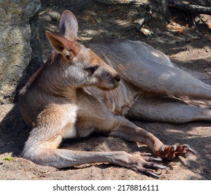 The kangaroo is a marsupial from the family Macropodidae (macropods, meaning 'large foot').