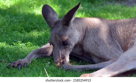 The kangaroo is a marsupial from the family Macropodidae (macropods, meaning 'large foot').