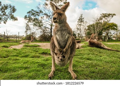 Kangaroo in Melbourne with blue sky