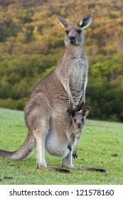 Kangaroo Mother with Baby Joey in Pouch