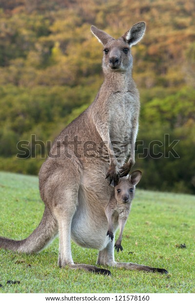 Kangaroo Mother with Baby\
Joey in Pouch