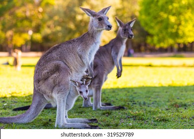Kangaroo Mother and Baby in Pouch